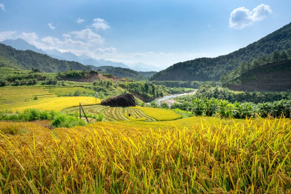 Kho gạo của Nguyễn Thị Sương